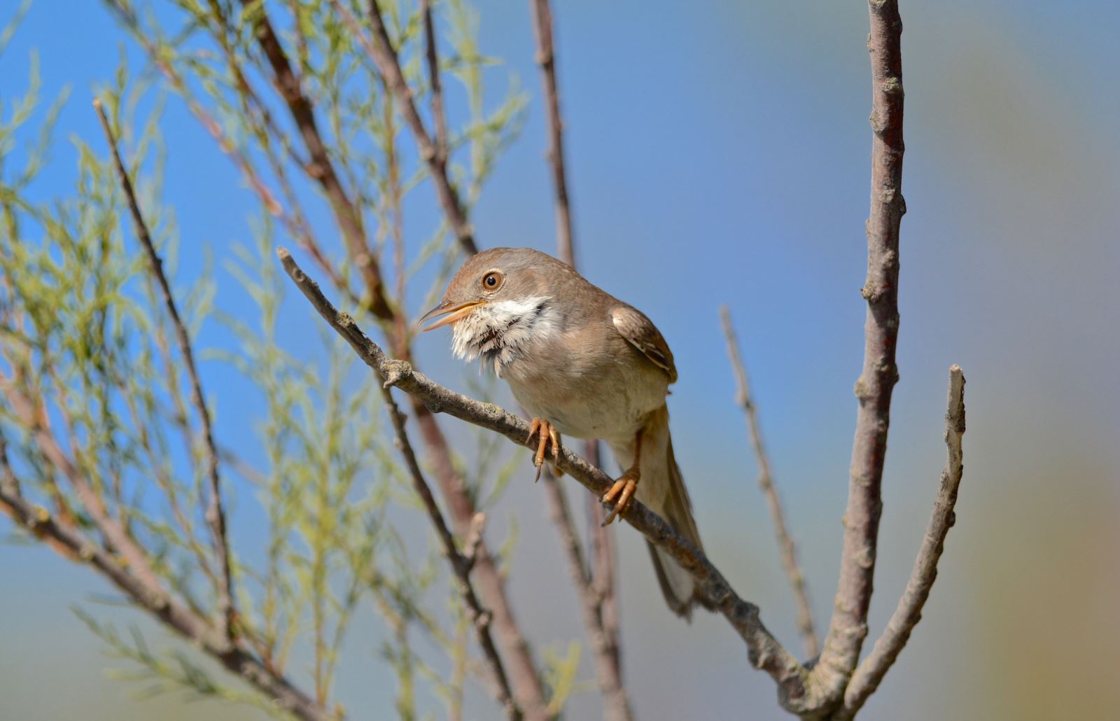 Common Whitethroat