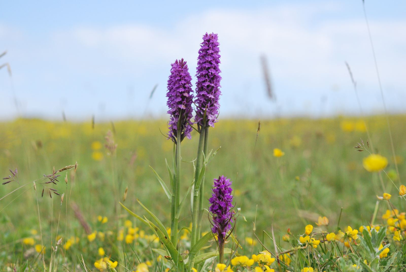 Southern Marsh Orchid in field