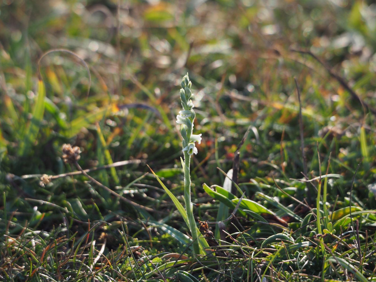 Autumn Ladies Tresses Debbie Welham