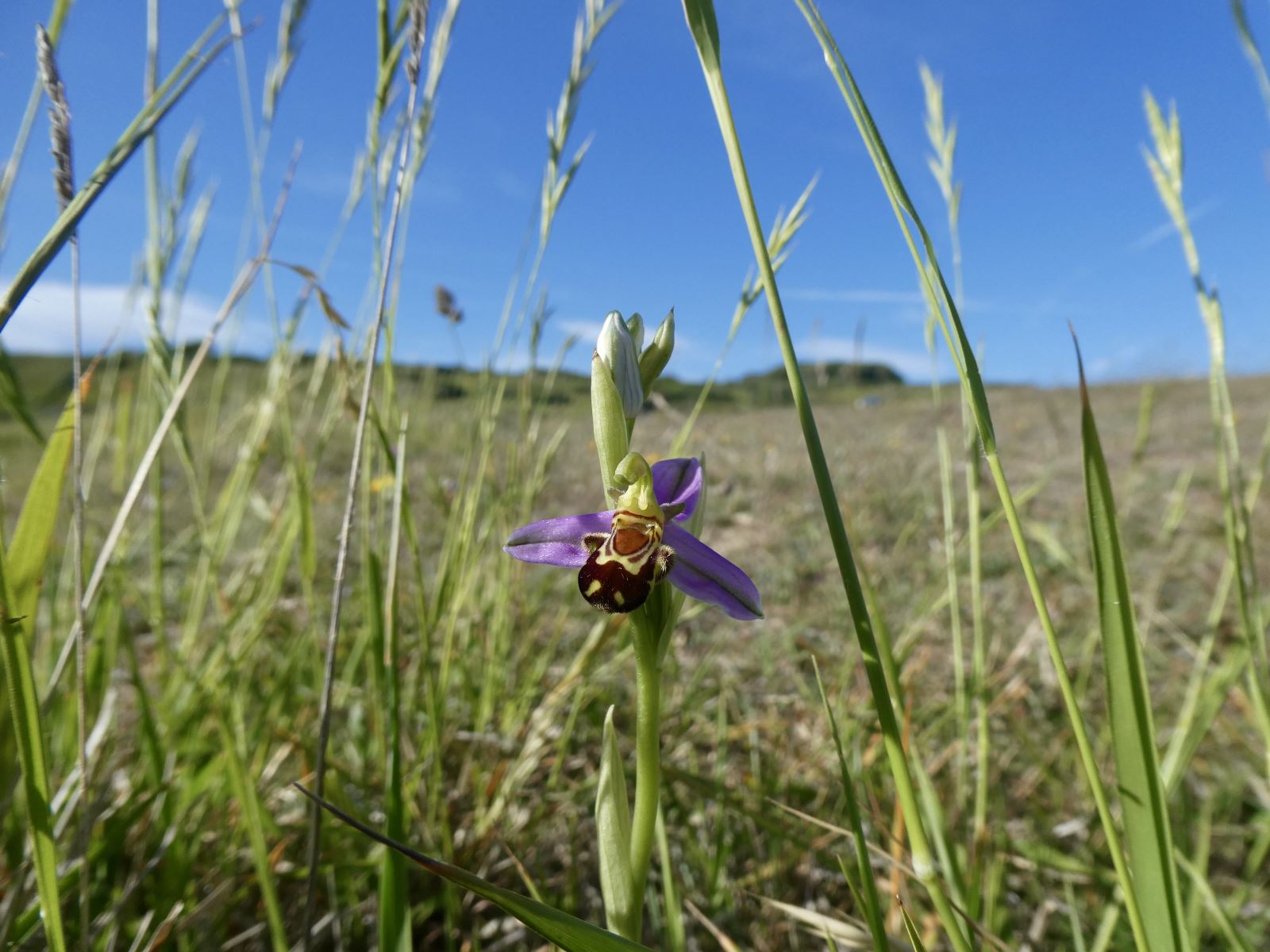 Bee Orchid ben tolley
