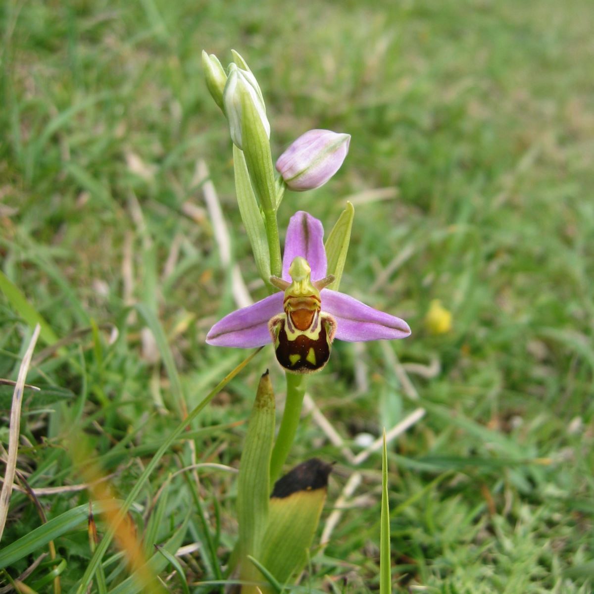 Bee Orchid_AWebb