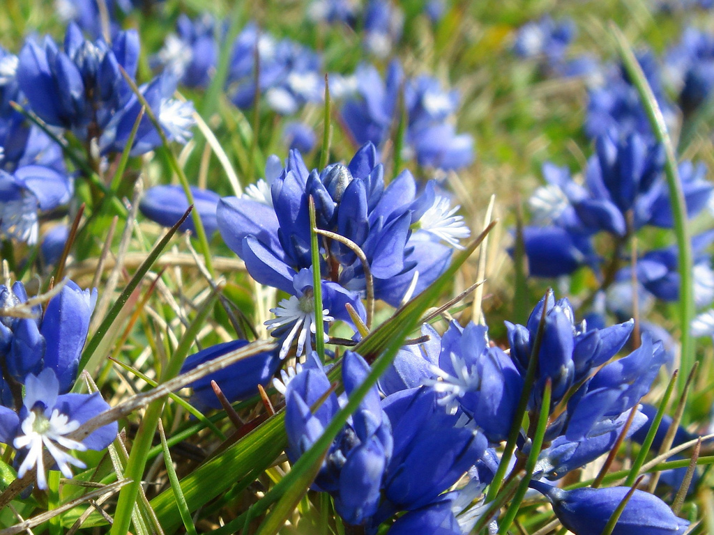 Chalk Milkwort