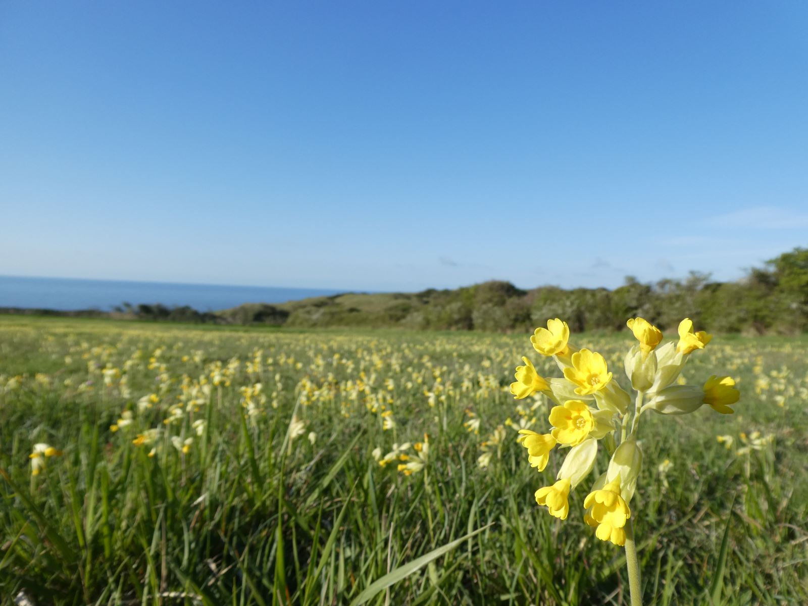 Cowslips ben tolley