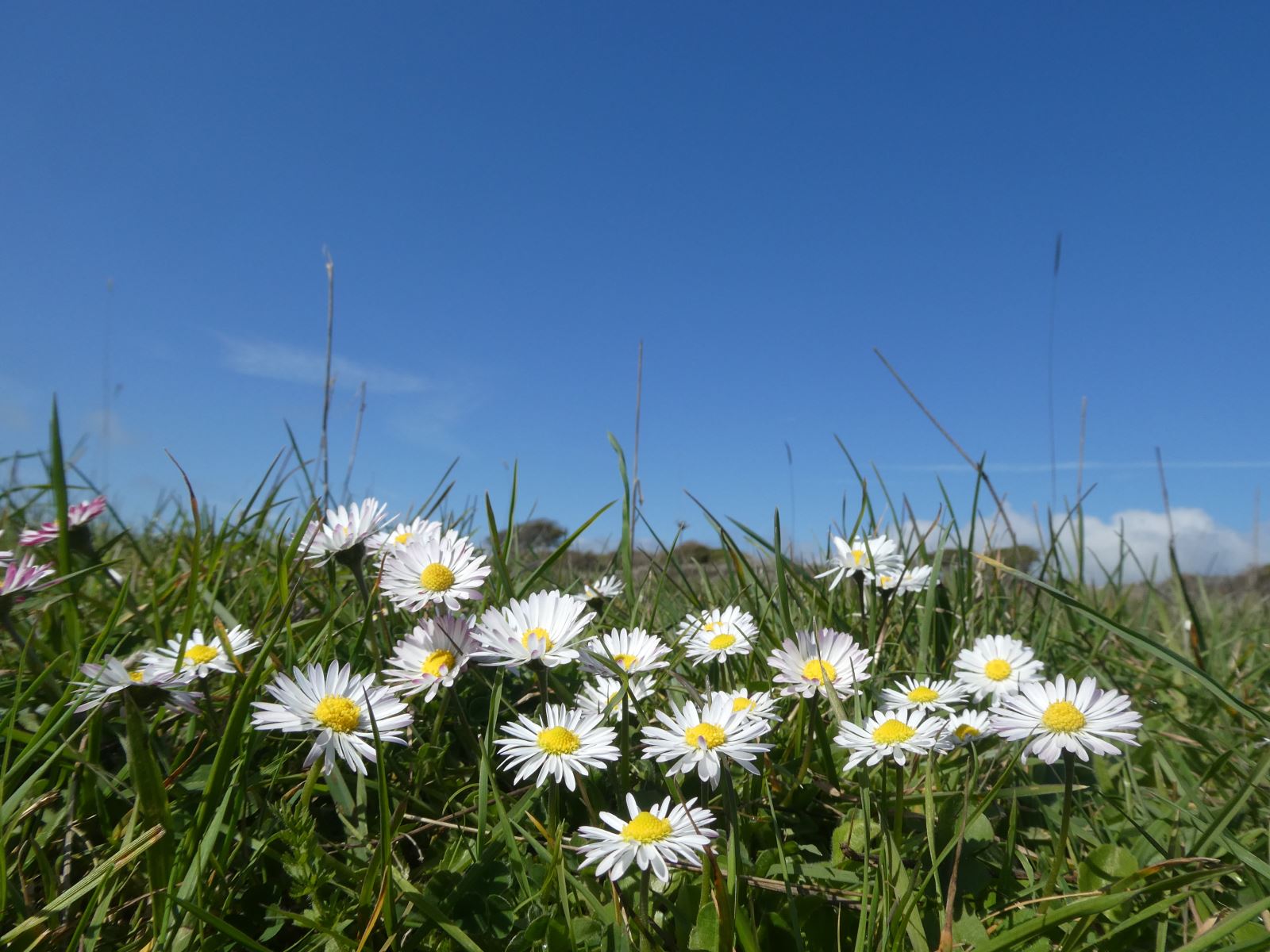 Daisies ben tolley