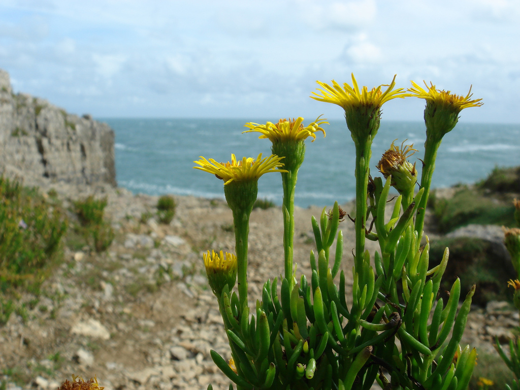 Golden Samphire