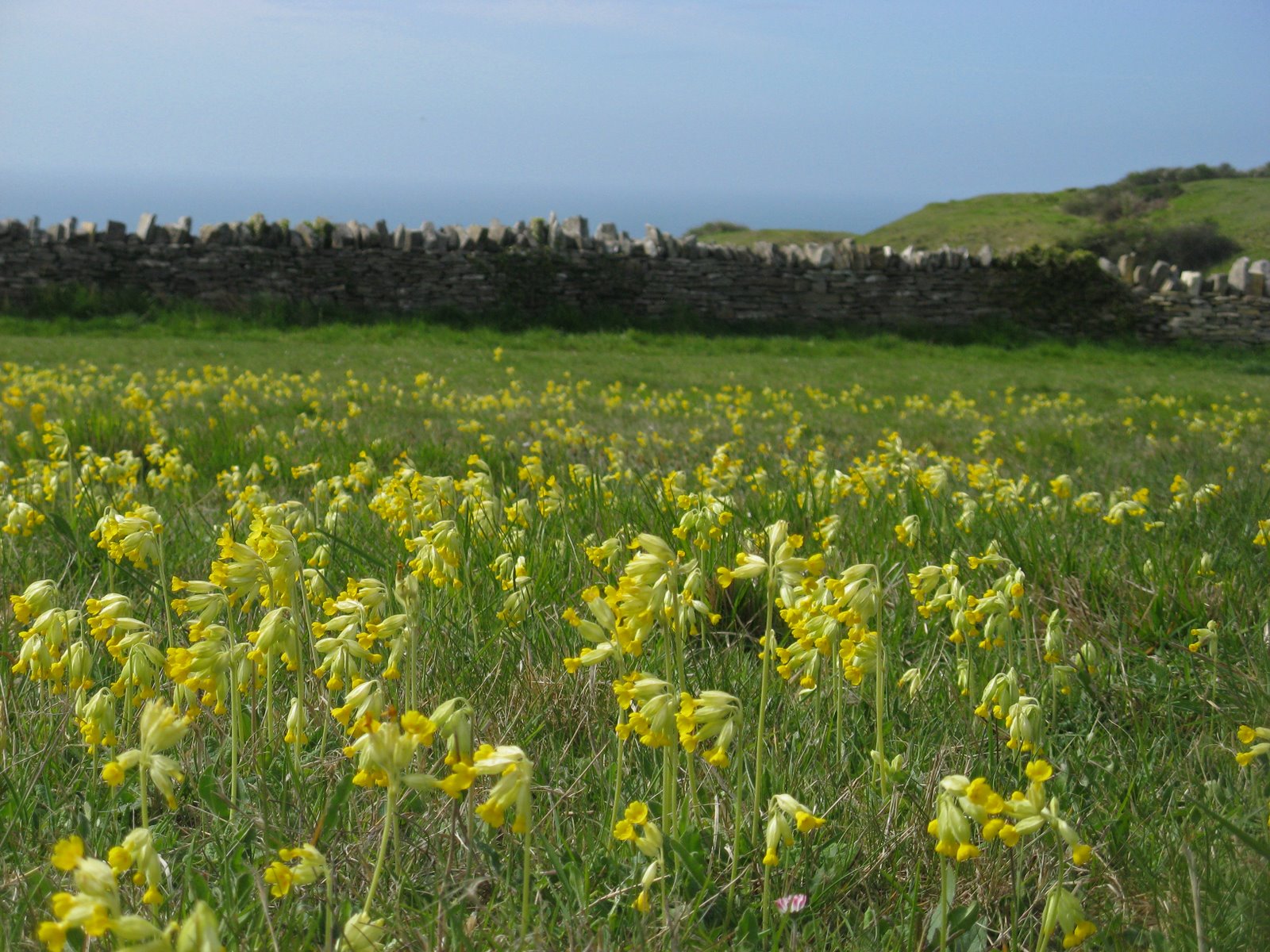 HSFieldCowslips