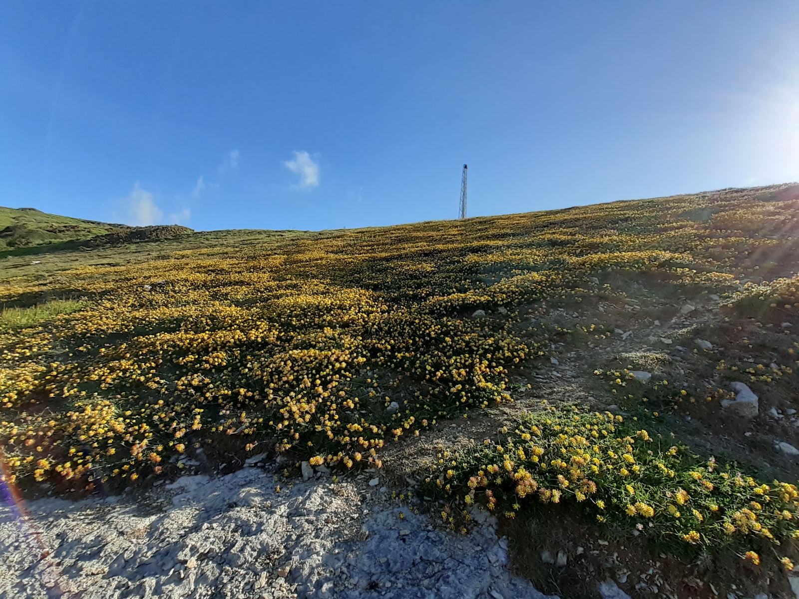 Kidney Vetch on downland