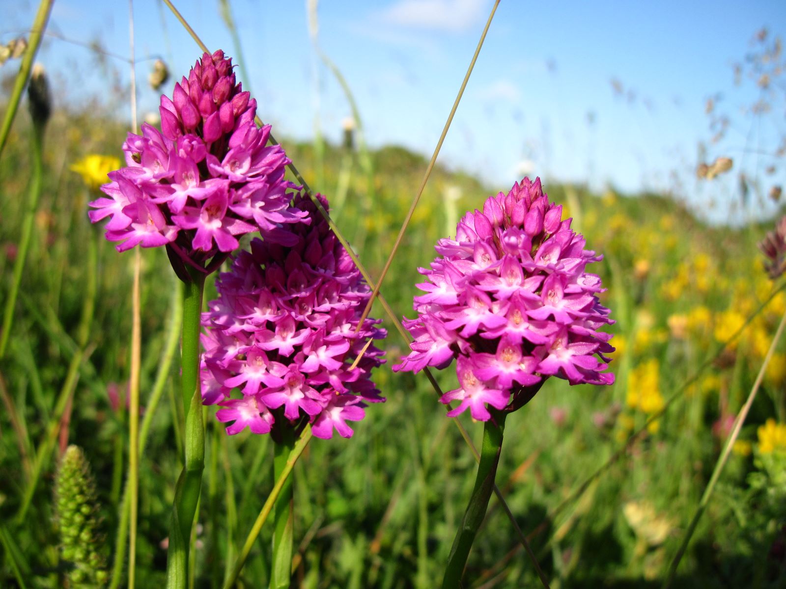 Pyramidal Orchid 3