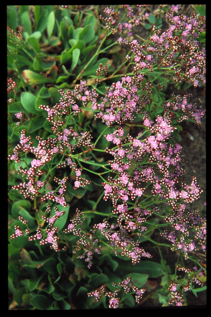 Rock Sea Lavender spp_2