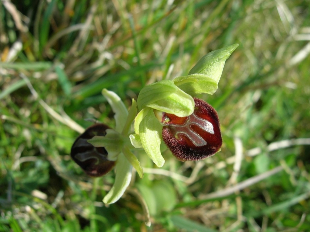early-spider-orchid_h_snow07