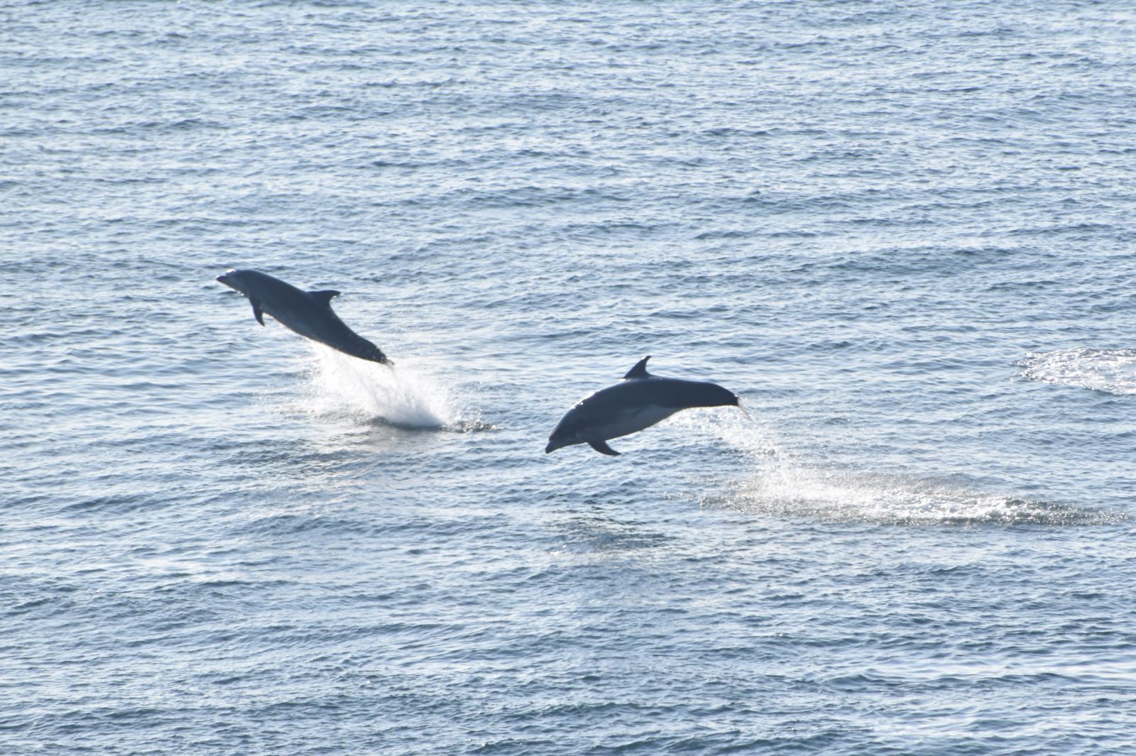 Bottlenose Dolphins off Durlston
