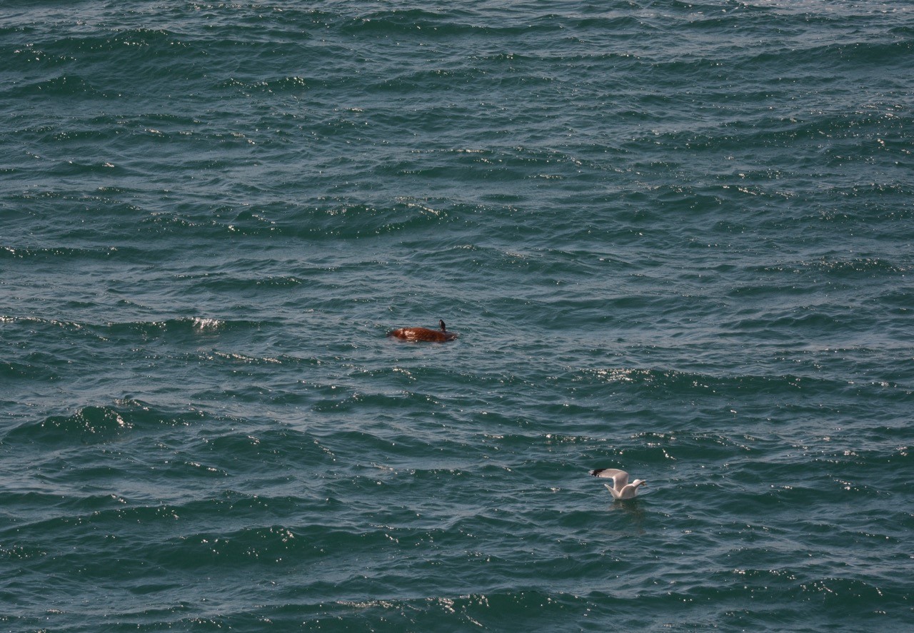 Sunfish in water