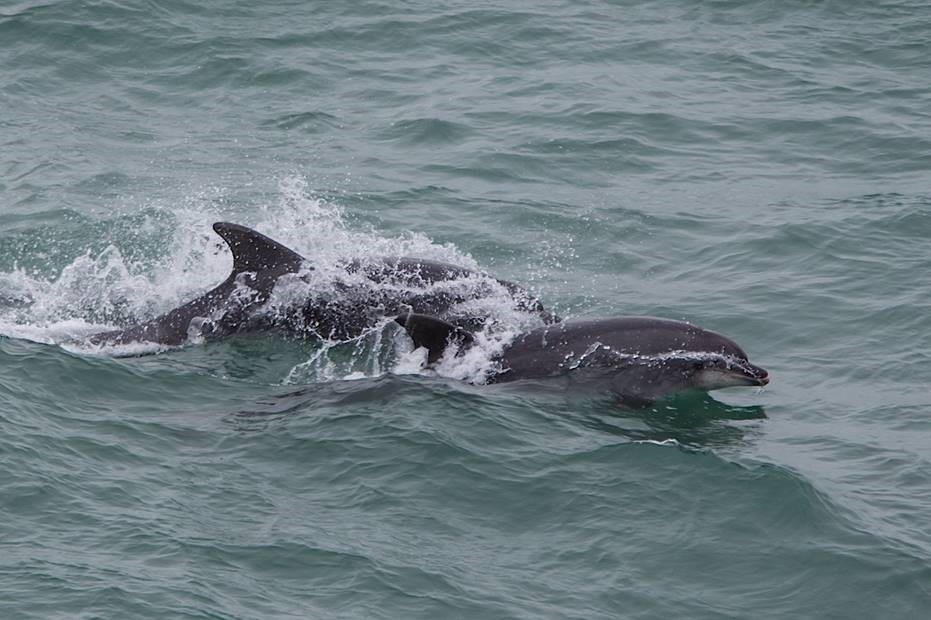 Bottlenose Dolphins 