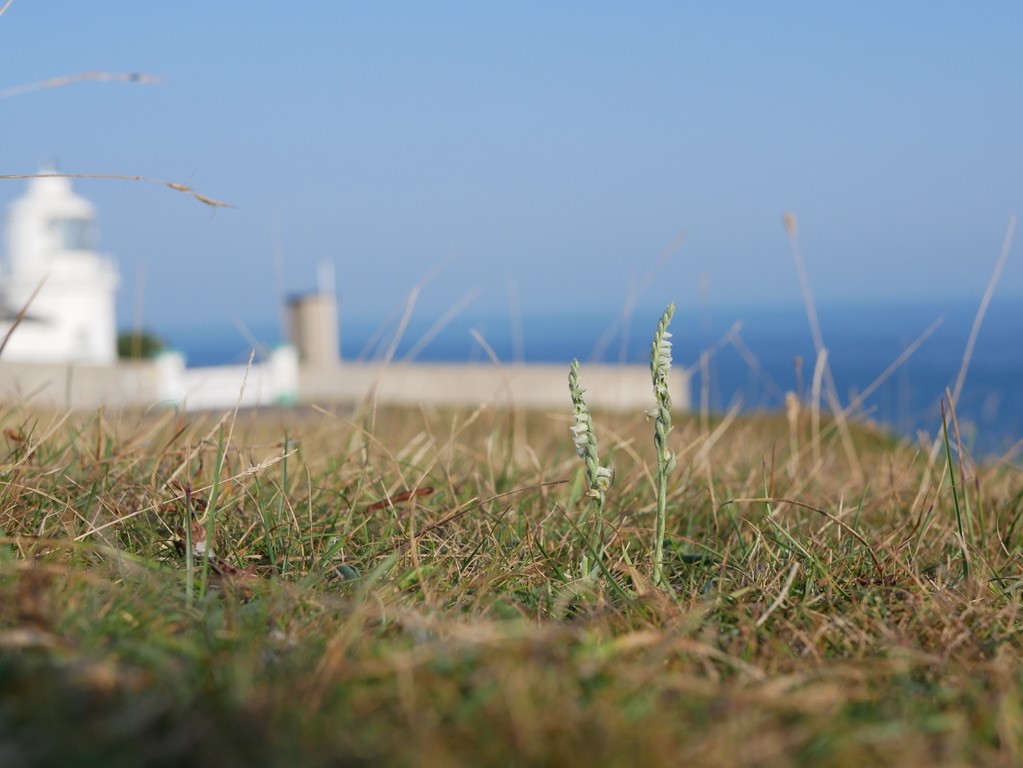 Autumn Ladies Tresses