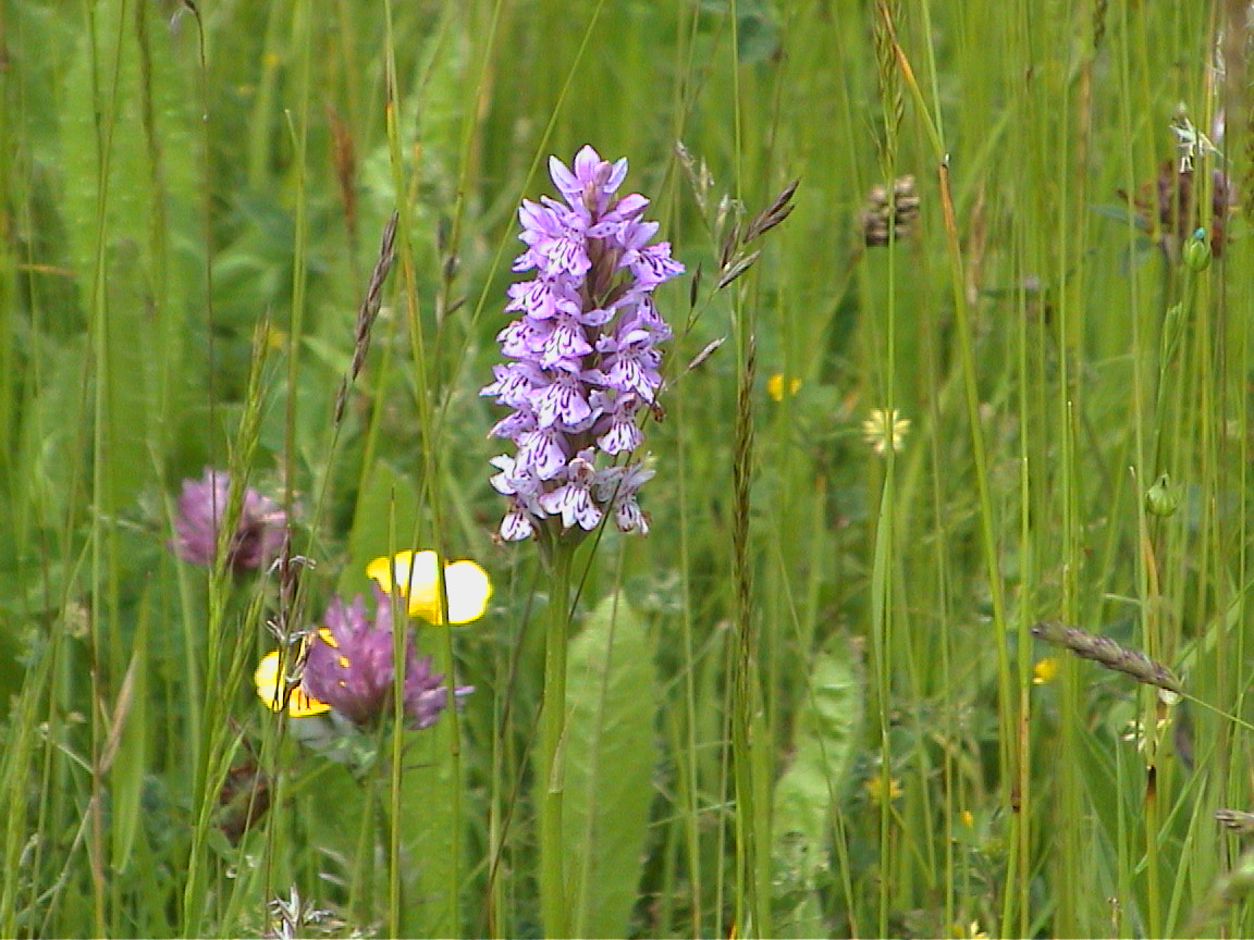 Common Spotted Orchid