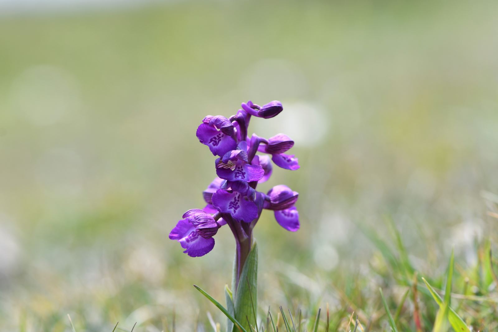 Green-winged orchid  - greg lee