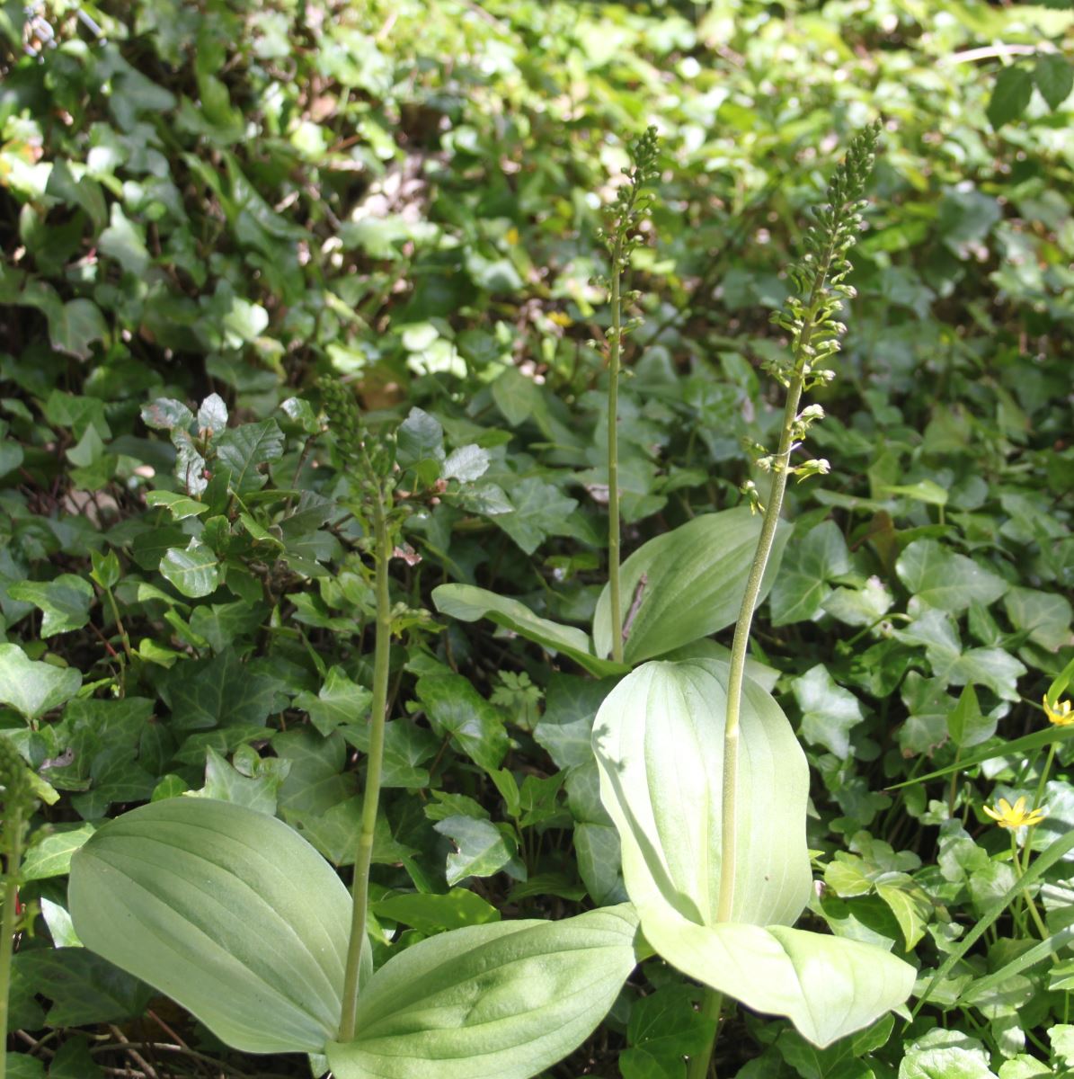 Twayblade