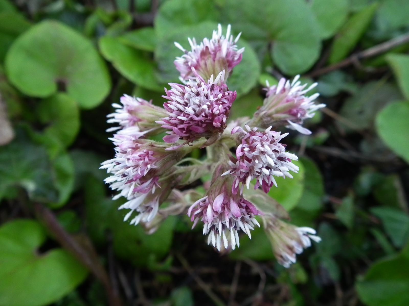 Winter Heliotrope in flower