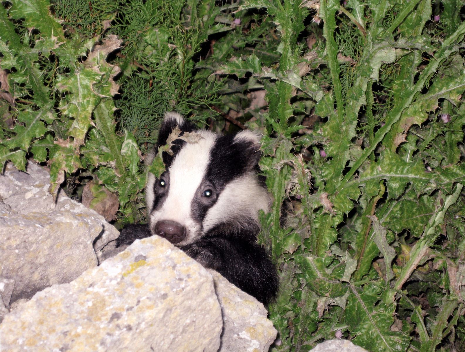 Baby Badger looking over wall