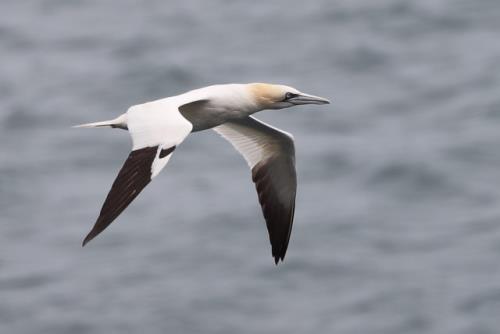 Gannet over grey sea