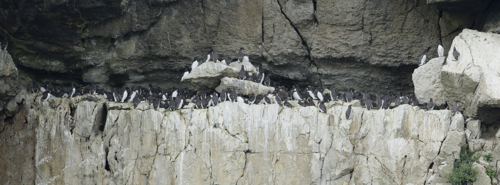 Guillemots on cliff ledge