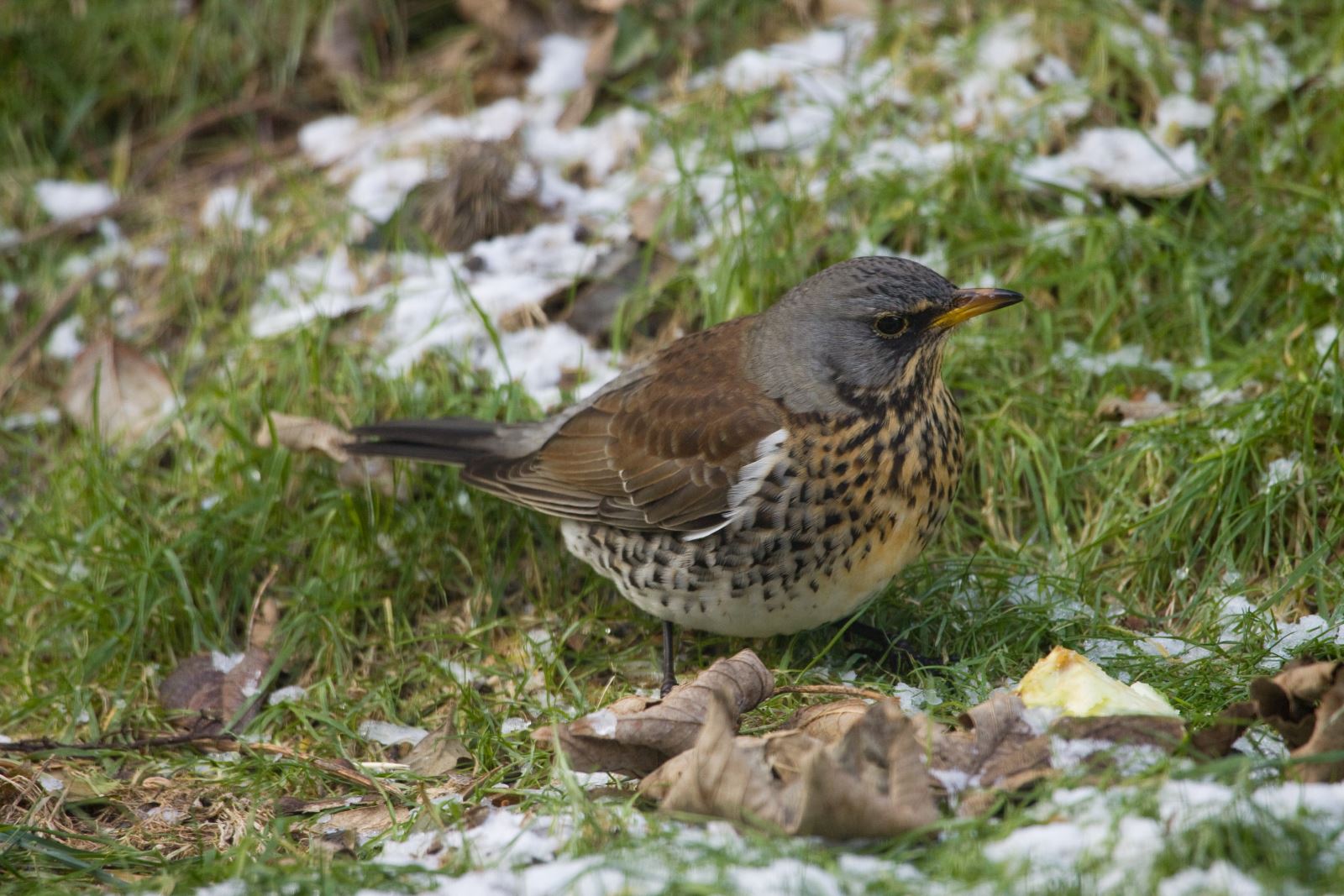 Fieldfare on snowy grass