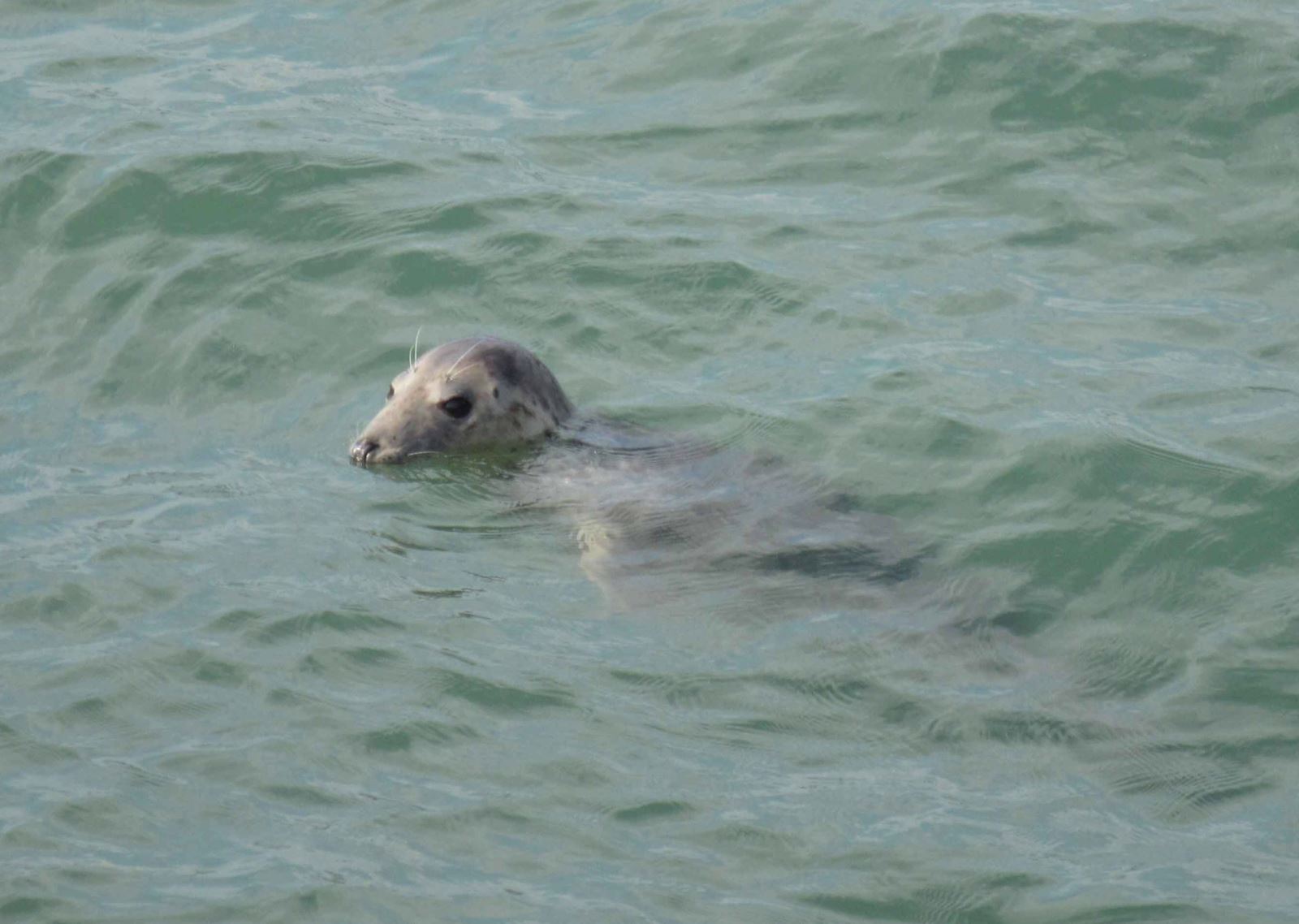 Grey Seal