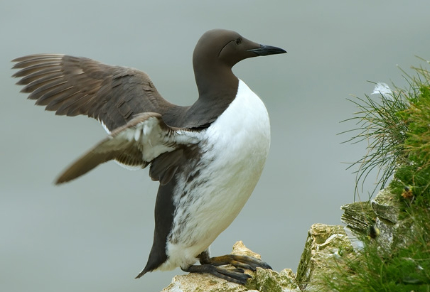 Life on the Edge: Seabirds Walk 