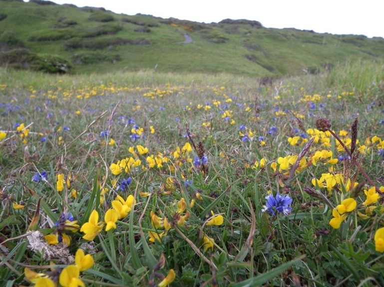 Wildflowers