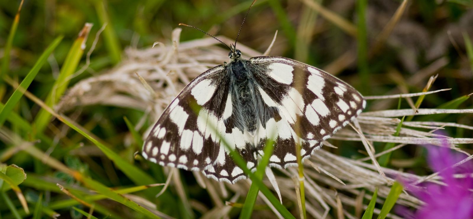 Marbled White butterfly