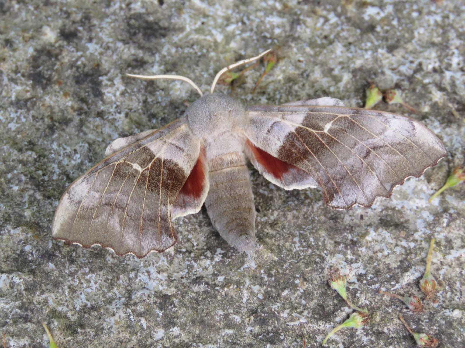 Elephant Hawk-moth