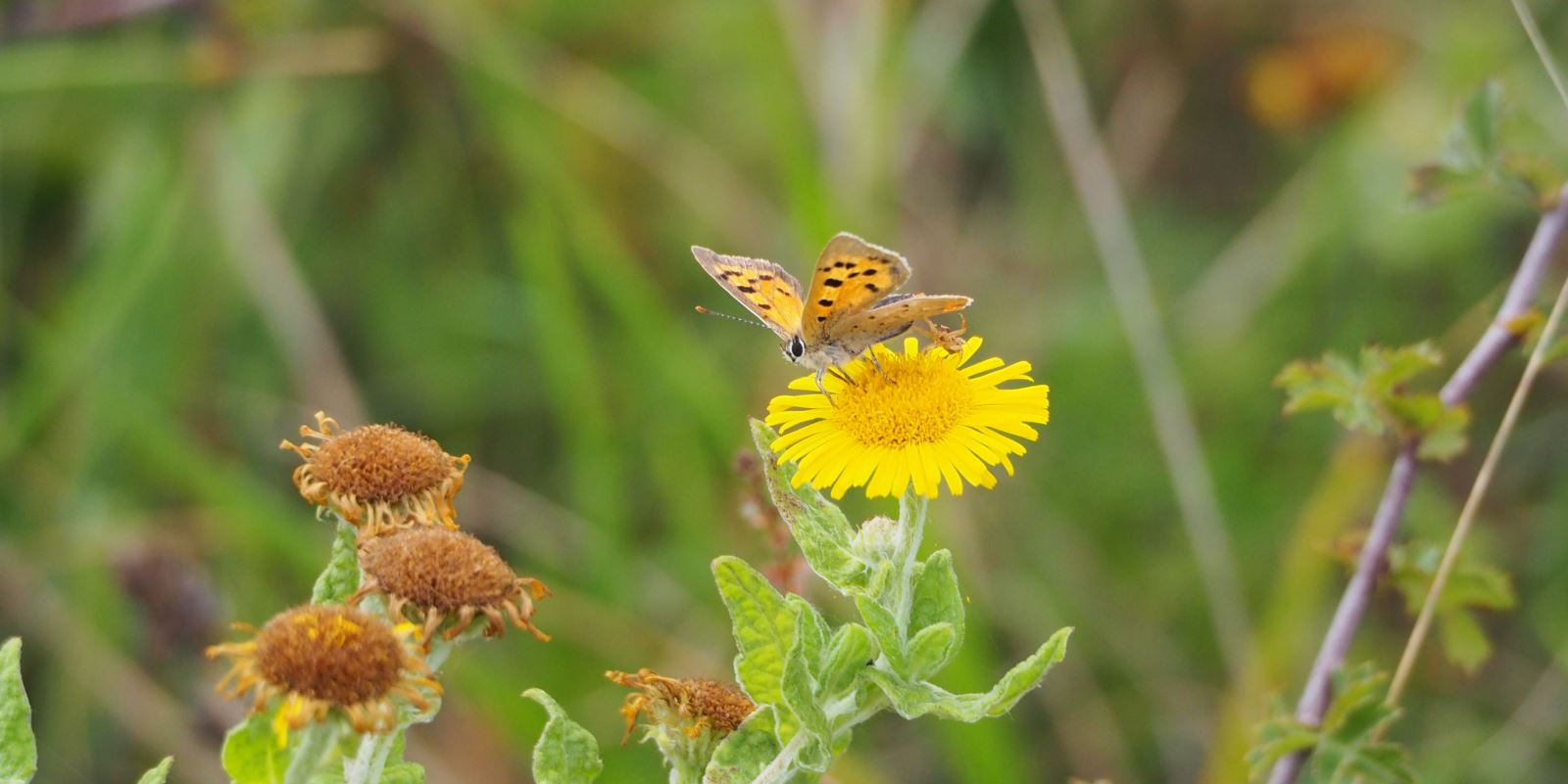 Small Copper on Fleabane