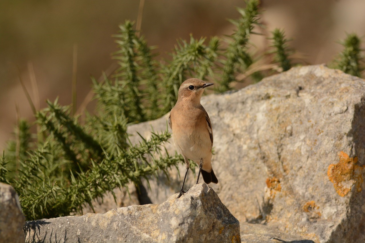 Wheatear on rock