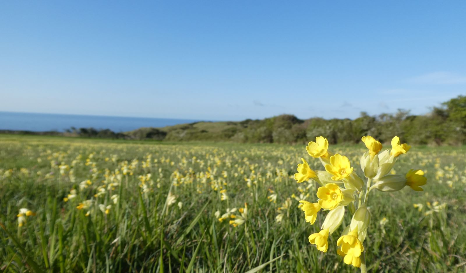 Yellow Cowslips in flower across a meadow with the sea visible in the distance