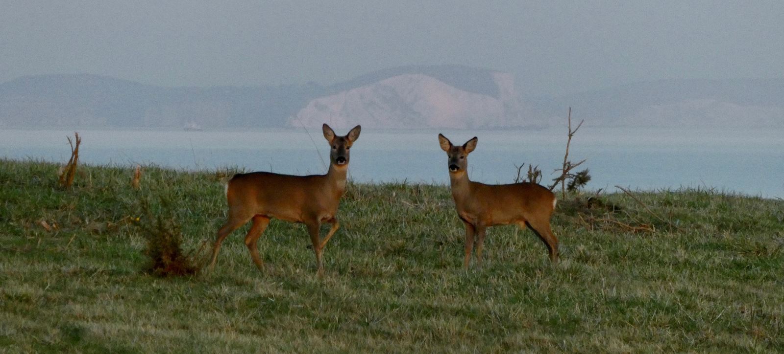 Two deer looking towards photographer with the Isle of White on the horizon behind
