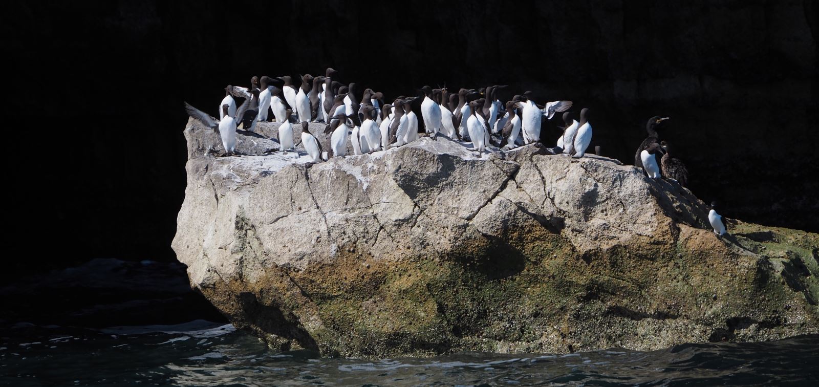 A group of black and white Guillemots perched on a rock.
