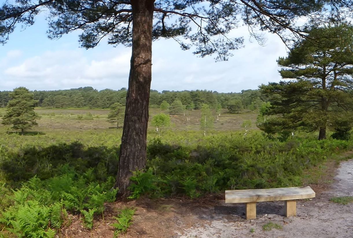 Heathland and bench at Avon Heath