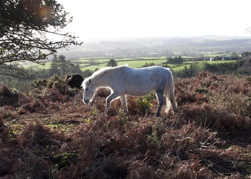 Pony on heath at Thorncombe Wood
