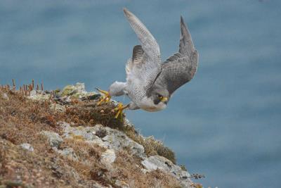 Peregrine Falcon taking off from cliffs