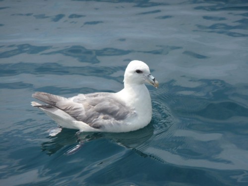 Intro to Durlstons Seabirds