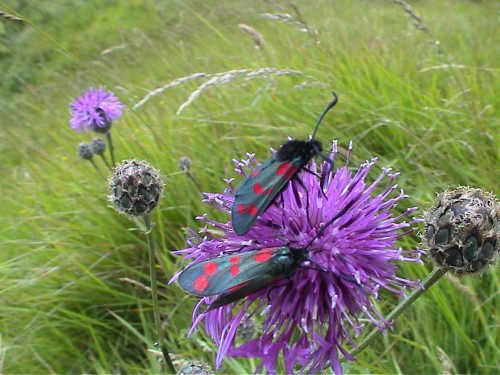 Knapweed, Insect