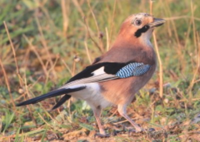 Absolute Beginners Birds