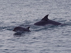 Bottlenose dolphins and calf