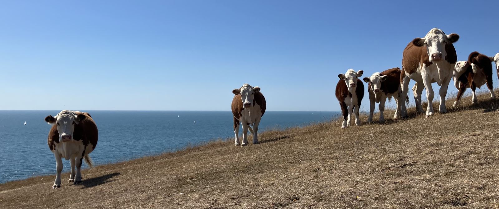 Hereford Cows in front of a sea view