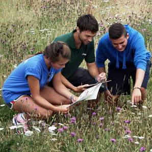 Plant surveys