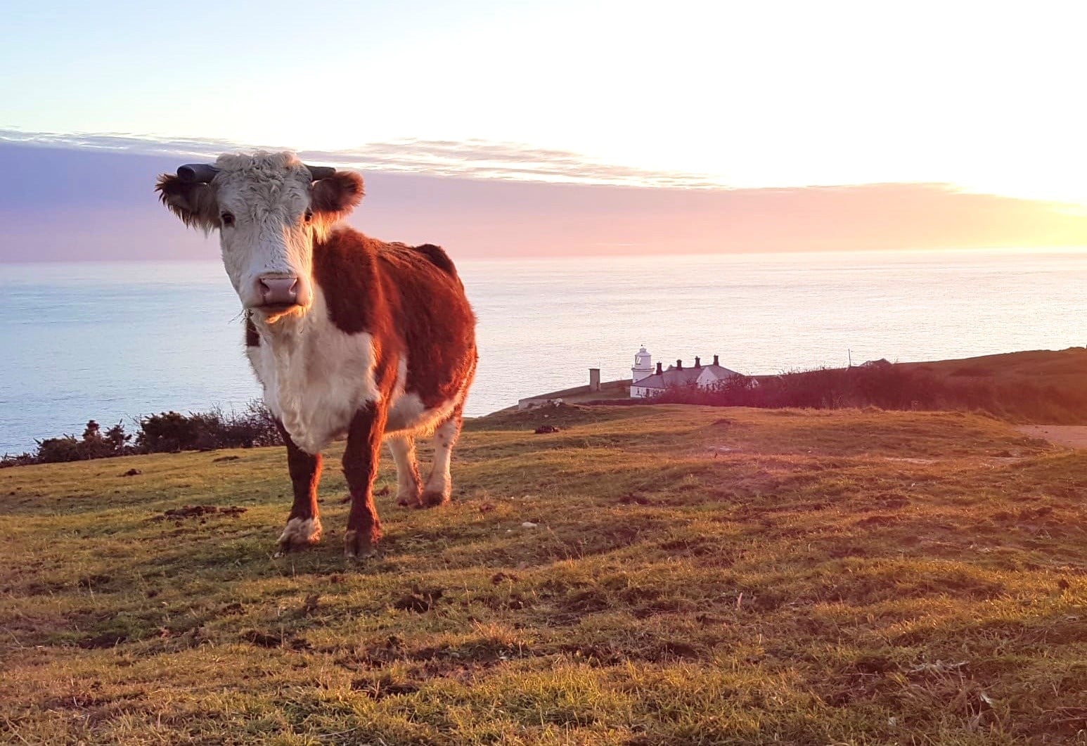 Cow in field