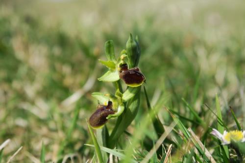 Early Spider Orchids and Spring Flowers Guided Walk 