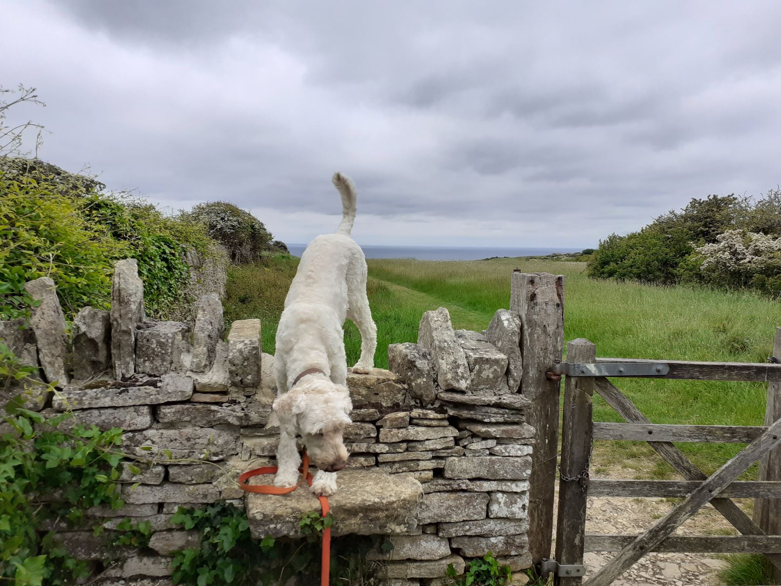 Dog on stile