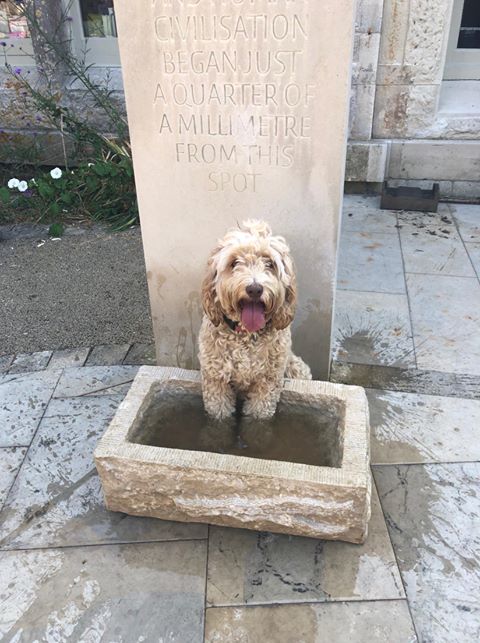 Dog water bowl