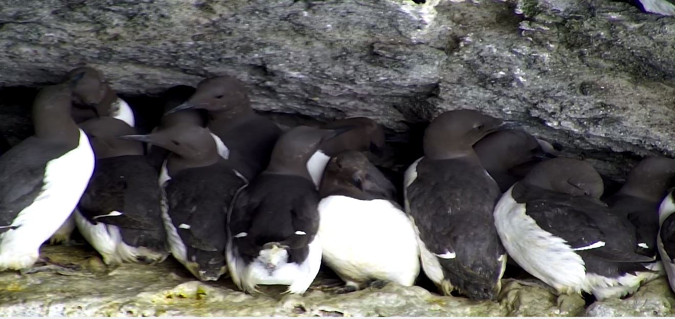 image of guillemots nesting on a cliff ledge, taken from the Cliff camera 18th April 2020
